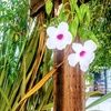 cloverco_